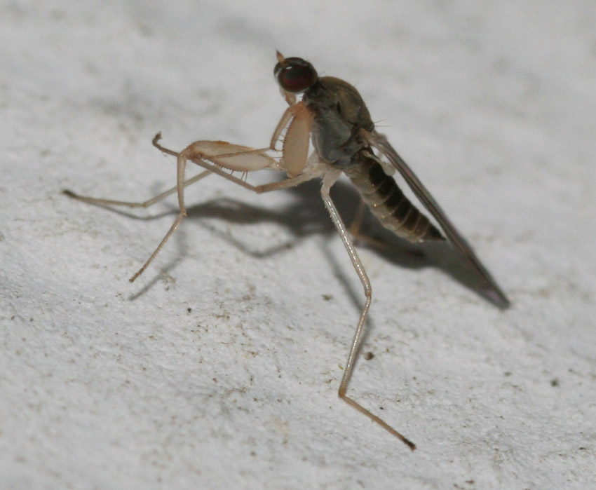 Chelifera precatoria (Empididae)